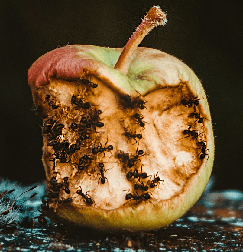 Organised child sex abuse networks in the Apple&nbsp;Isle